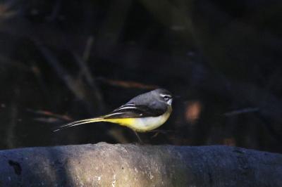 Bergeronnette des ruisseaux