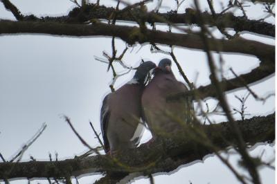 Columba palumbus