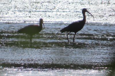 Ibis falcinelle
