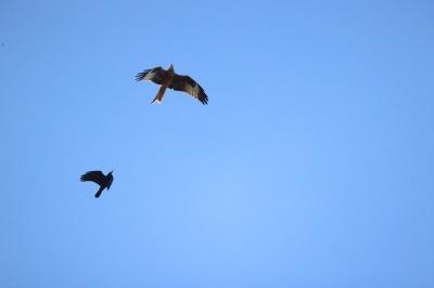 Milvus milvus