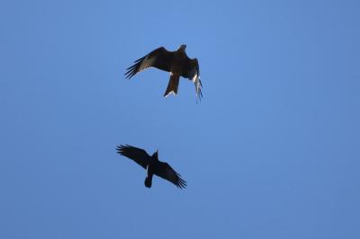 Corbeau freux