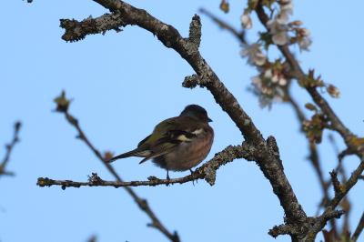 Pinson des arbres