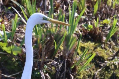 Grande Aigrette