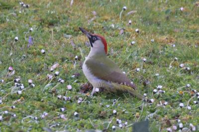 Picus viridis