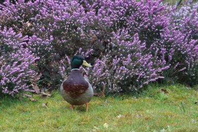 Canard colvert