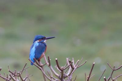 Alcedo atthis