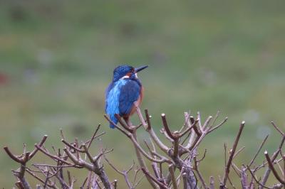 Alcedo atthis