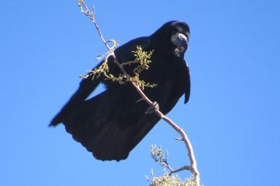 Corvus frugilegus
