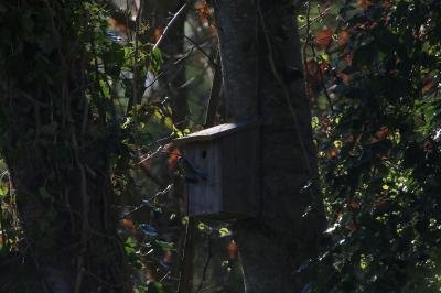 Mésange bleue