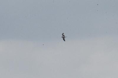 Mouette pygmée