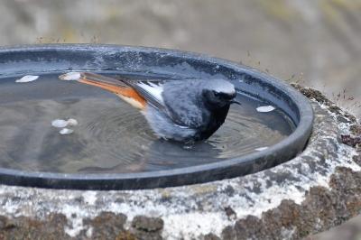 Phoenicurus ochruros