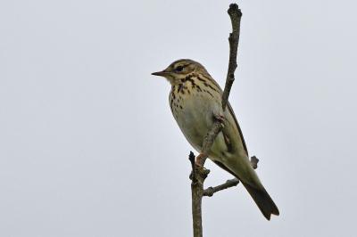 Anthus trivialis