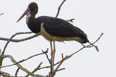 Cigogne noire