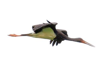 Cigogne noire