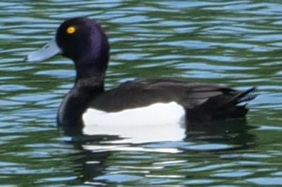 Fuligule morillon