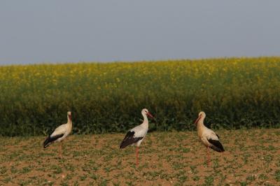 Ciconia ciconia