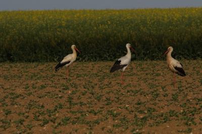Cigogne blanche