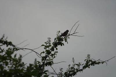 Linotte mélodieuse