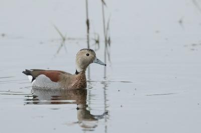 Callonetta leucophrys