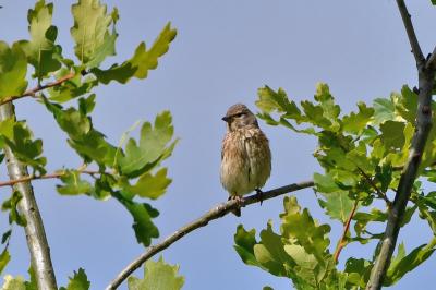 Linotte mélodieuse