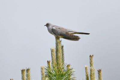 Coucou gris