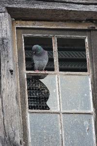 Pigeon biset