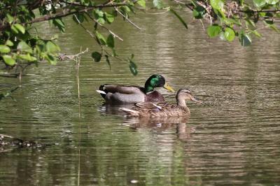 Canard colvert