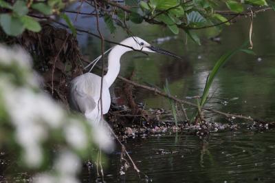 Aigrette garzette