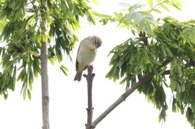 Phylloscopus trochilus