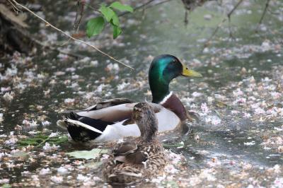 Canard colvert