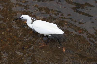 Aigrette garzette