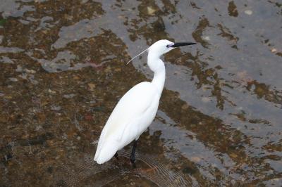 Aigrette garzette