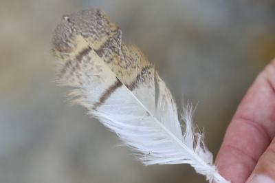 Tyto alba