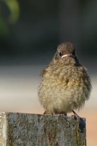 Phoenicurus phoenicurus