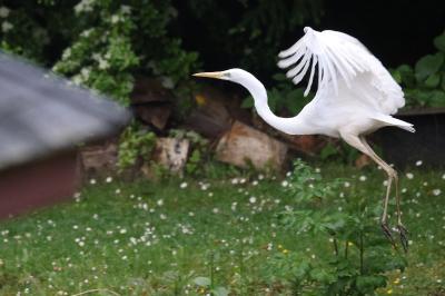 Grande Aigrette