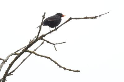Turdus merula