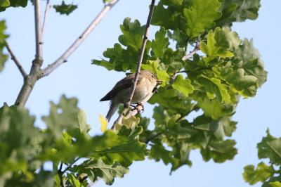 Phylloscopus collybita