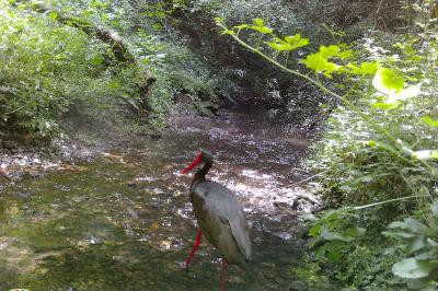 Cigogne noire
