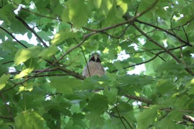 Hibou moyen-duc