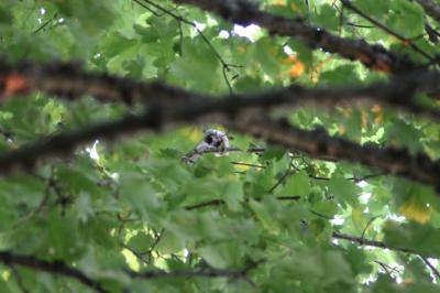 Hibou moyen-duc
