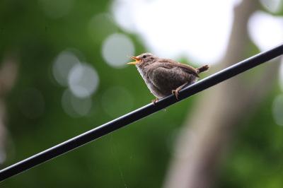 Troglodyte mignon