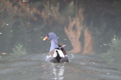 Poule-d'eau
