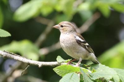 Pinson des arbres