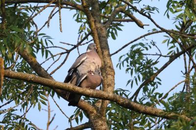 Columba palumbus