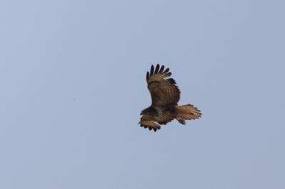Buse variable