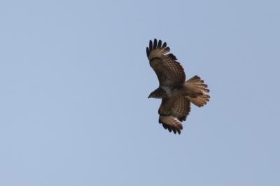 Buse variable