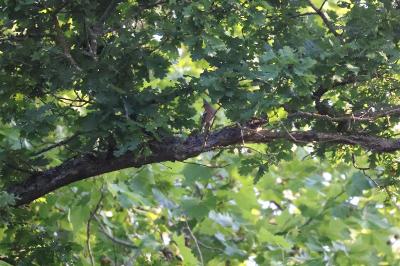 Pinson des arbres