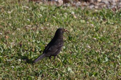 Turdus merula