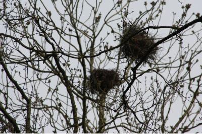 Corbeau freux