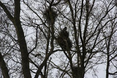 Corbeau freux